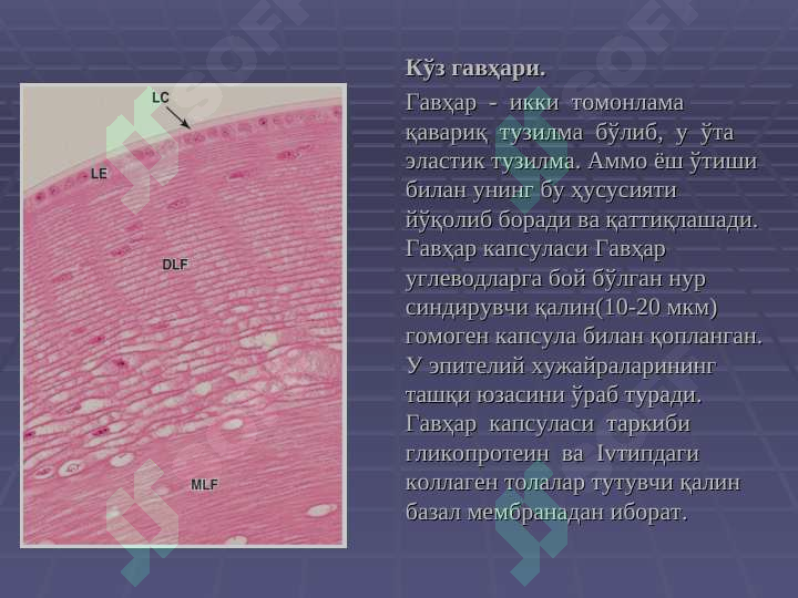 Preview 7