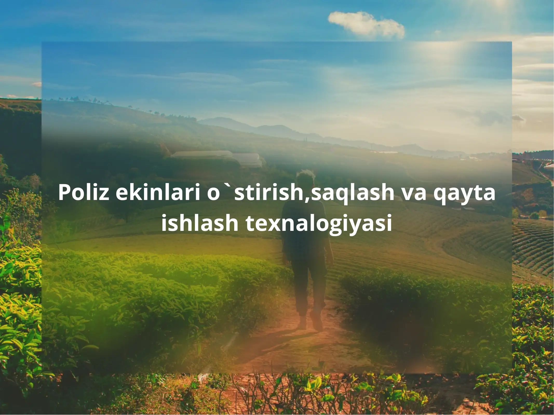 Poliz ekinlari o`stirish, saqlash va qayta ishlash texnalogiyasi