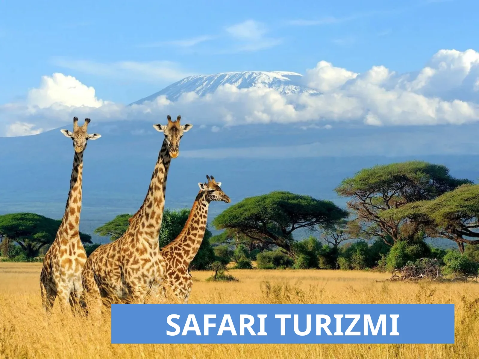 SAFARITURIZMI