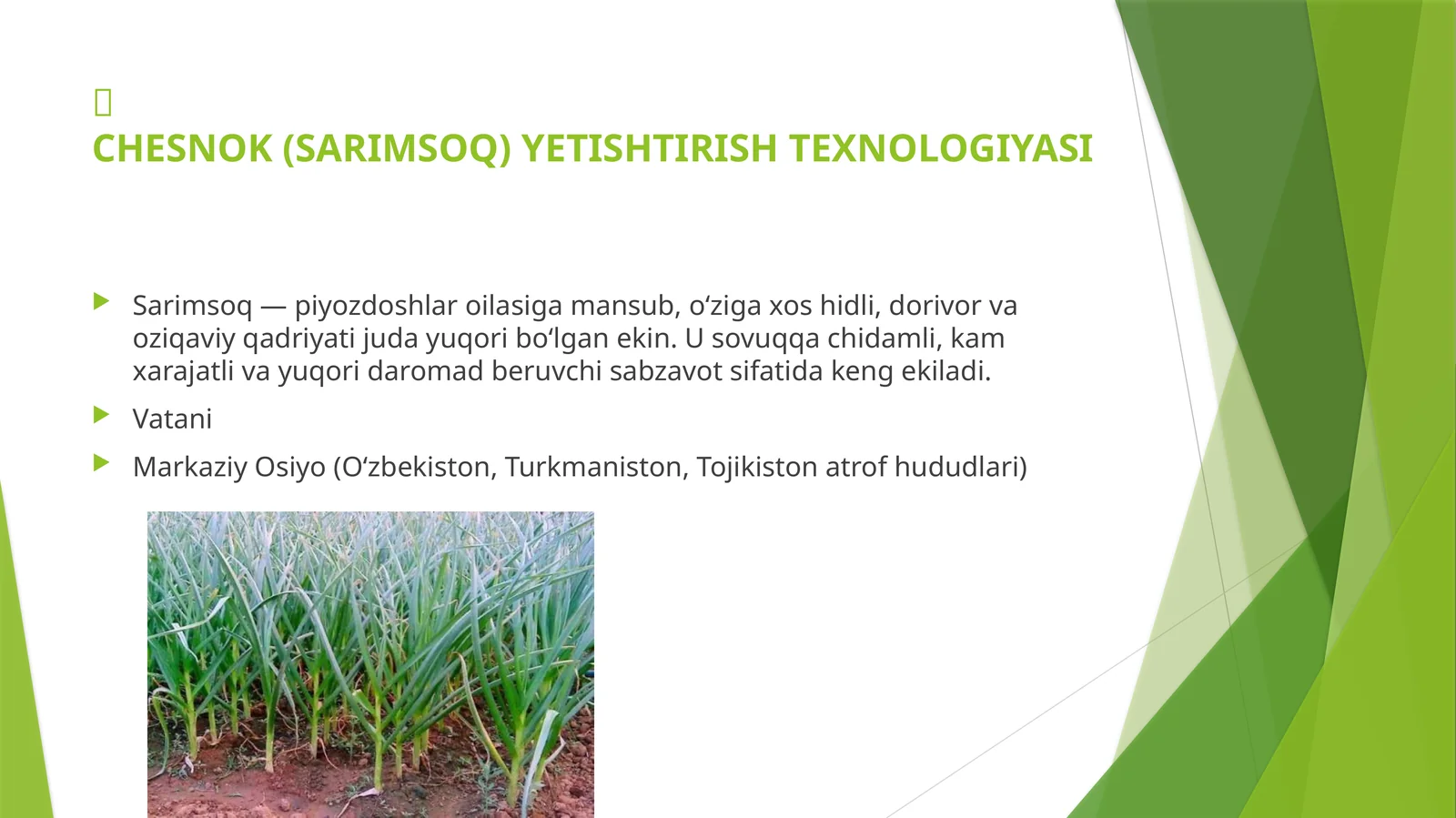 Sarimsoq yetishtirish texnologiyasi