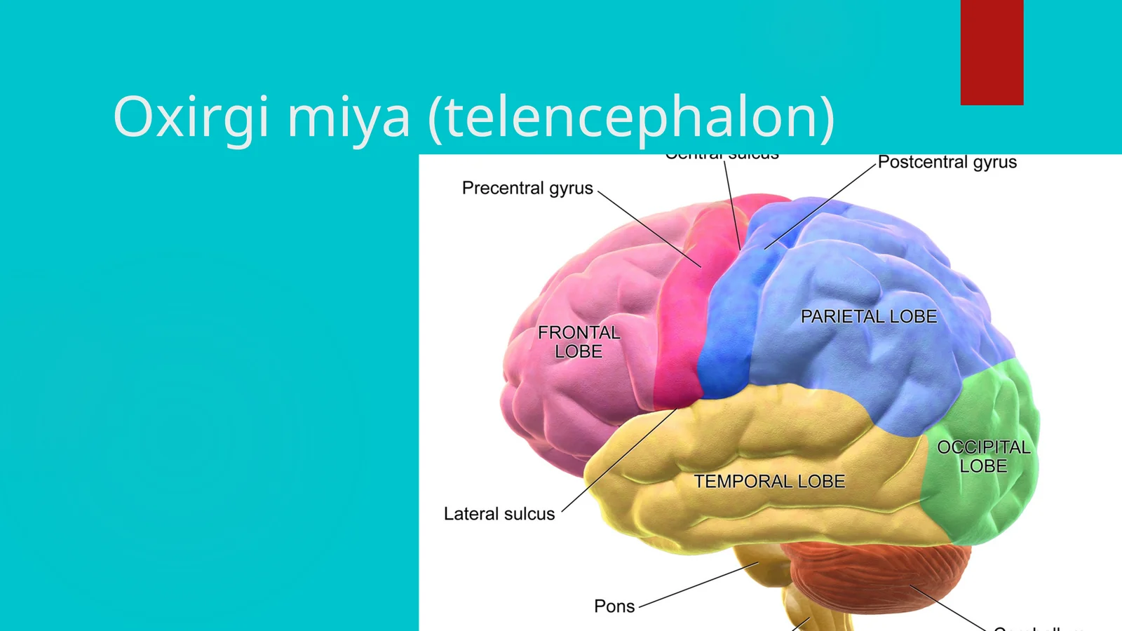 oxirgi miya telencephalon